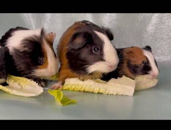 Rescue Short Haired Guinea Pigs for Adoption in Olmos Park, Texas - Sadie, Selena & Sage | PetCurious